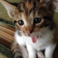 成猫サン 会員画像