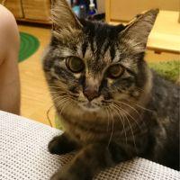もにゃら 会員画像