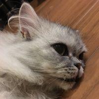 エミリー 会員画像