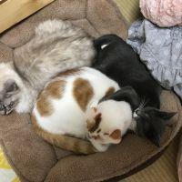 るなまろ 会員画像