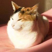えふとくう 会員画像