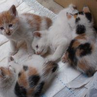 猫猫ロック 会員画像