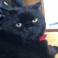 猫は最大の癒し 会員画像