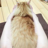 しろくまりる 会員画像