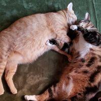 すすとしし 会員画像