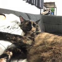 テート 会員画像