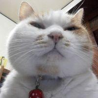 くりにゃん 会員画像