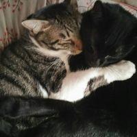 stray cat momo 会員画像