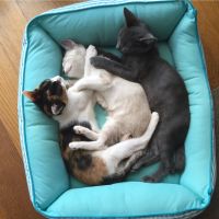 モフモフにゃんこさん