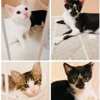 ミルボラ吉田さん