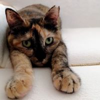 みみTNRボランティア