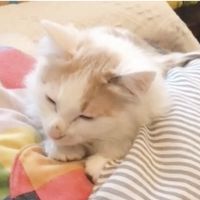 mico_neko 会員画像