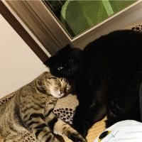 ネムネムの森 会員画像
