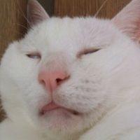 会員画像