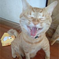 くろっきー 会員画像