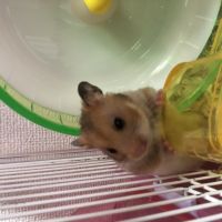 きゃんくま 会員画像