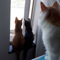 ウルー 会員画像