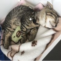 あおまるん 会員画像