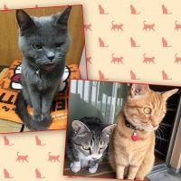 ねこカフェ 会員画像