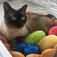 25じゃらし 会員画像