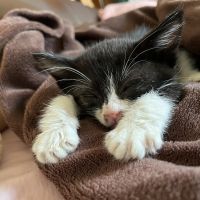 だんごもち 会員画像