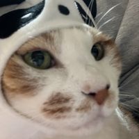 猫華 会員画像