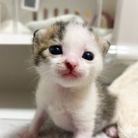 ハッピーねこさん