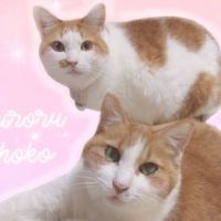 ちろちょこ 会員画像