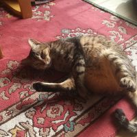 オースティン 会員画像