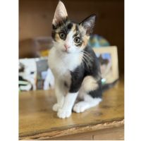 よっしー君 会員画像