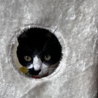 二足歩行さん