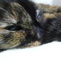 ねこにゃ 会員画像