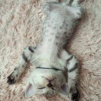 チャタ 会員画像