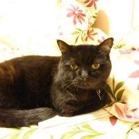 ふく蔵ママ 会員画像