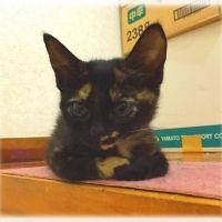 まるぽこ 会員画像