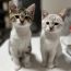 ねこなり63