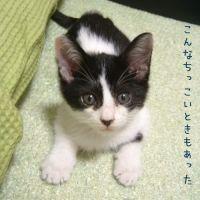 またたび