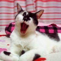 てんてん&クー 会員画像