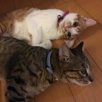 会員画像