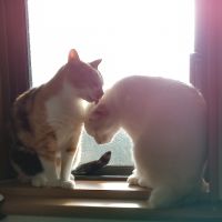 チャコルー 会員画像