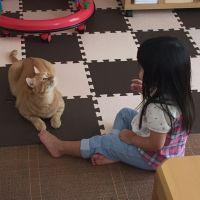 私の愛猫はドラちゃん