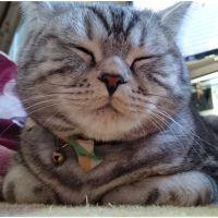 ご近所猫 会員画像