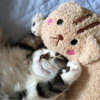サツキーヌ 会員画像
