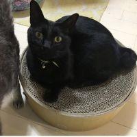ぼに 会員画像