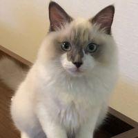 ぱんだまき 会員画像