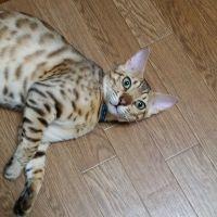 ムロ猫 会員画像