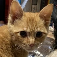 ドラねこ 会員画像