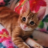 みずきねこ 会員画像
