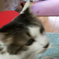 まさたかおり 会員画像