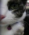 ccat2007 会員画像
